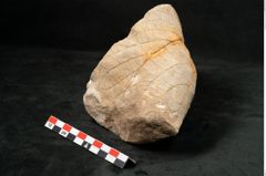 Foto (Seitenansicht) von Credneria acuminata Hampe (NHMW-GEO-2024-0188-10598)